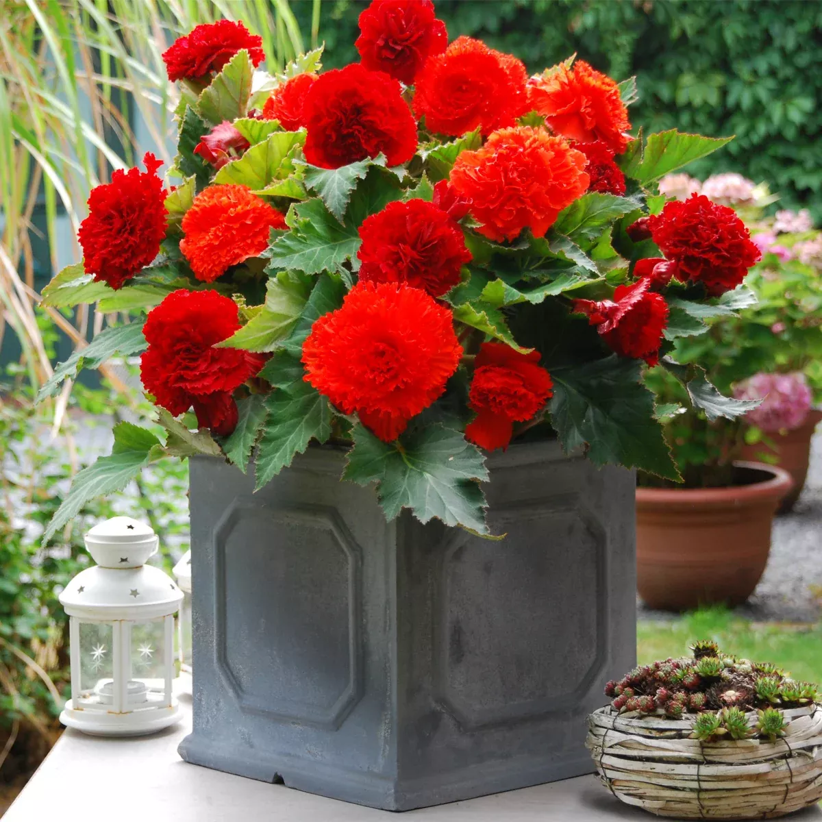 Begonia - Fimbriata - Blend