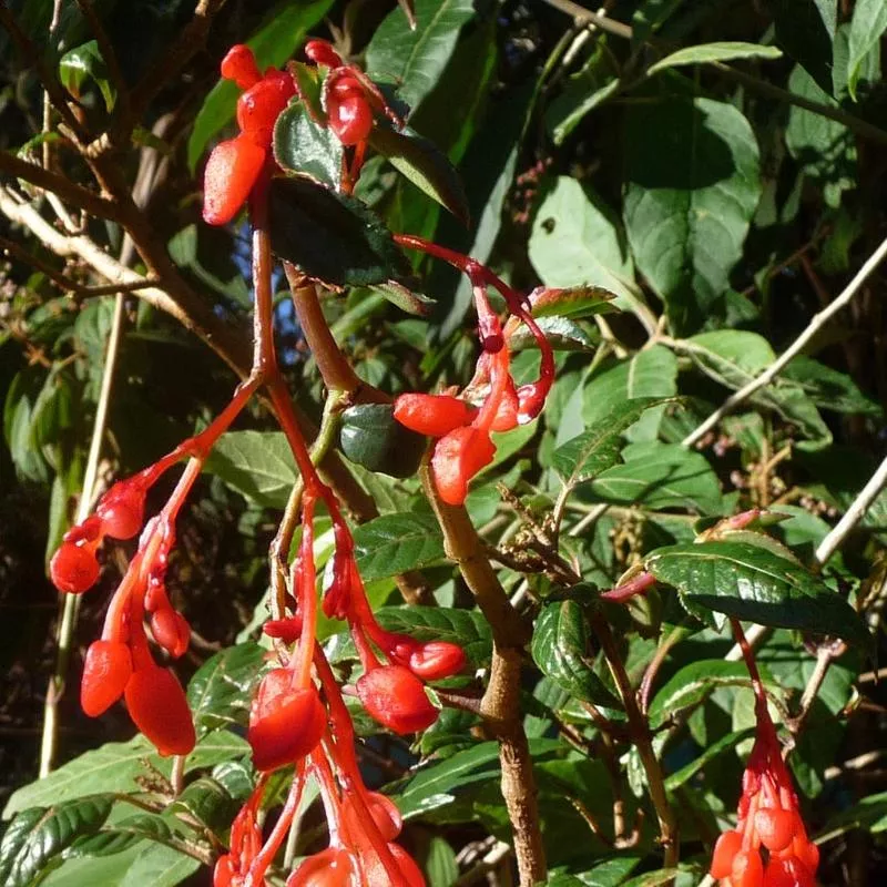 begonia-fuchsioides-red Begonia fuchsioides 'Red'