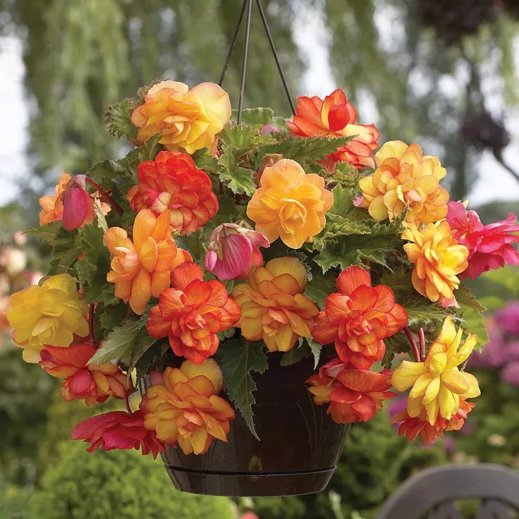 begonia-hanging-basket-golden-balcony Begonia - Hanging Basket Golden Balcony