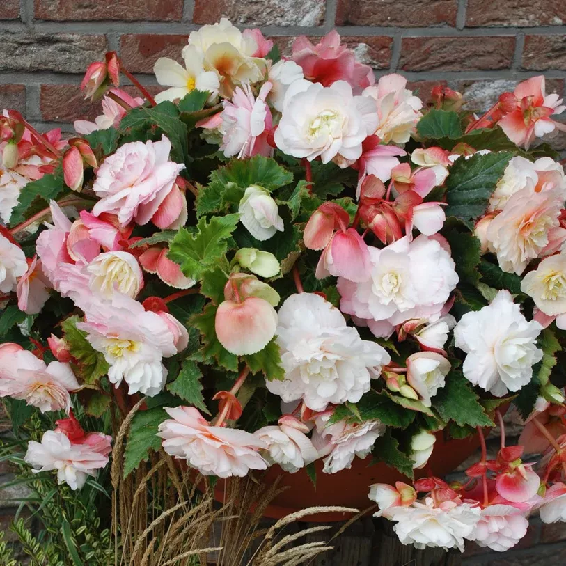 begonia-hanging-basket-odorata-red-white Begonia - Hanging Basket Odorata Red & White
