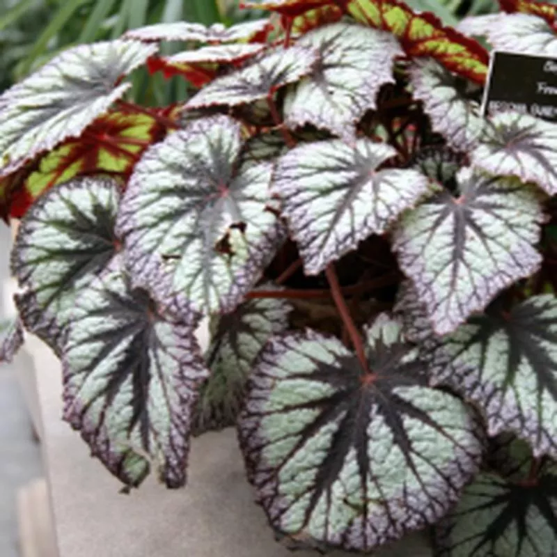 begonia-harmonys-fireworks Begonia 'Harmonys Fireworks'