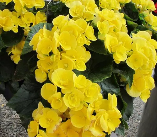 begonia-hiemalis-blitz Begonia Hiemalis (Blitz)