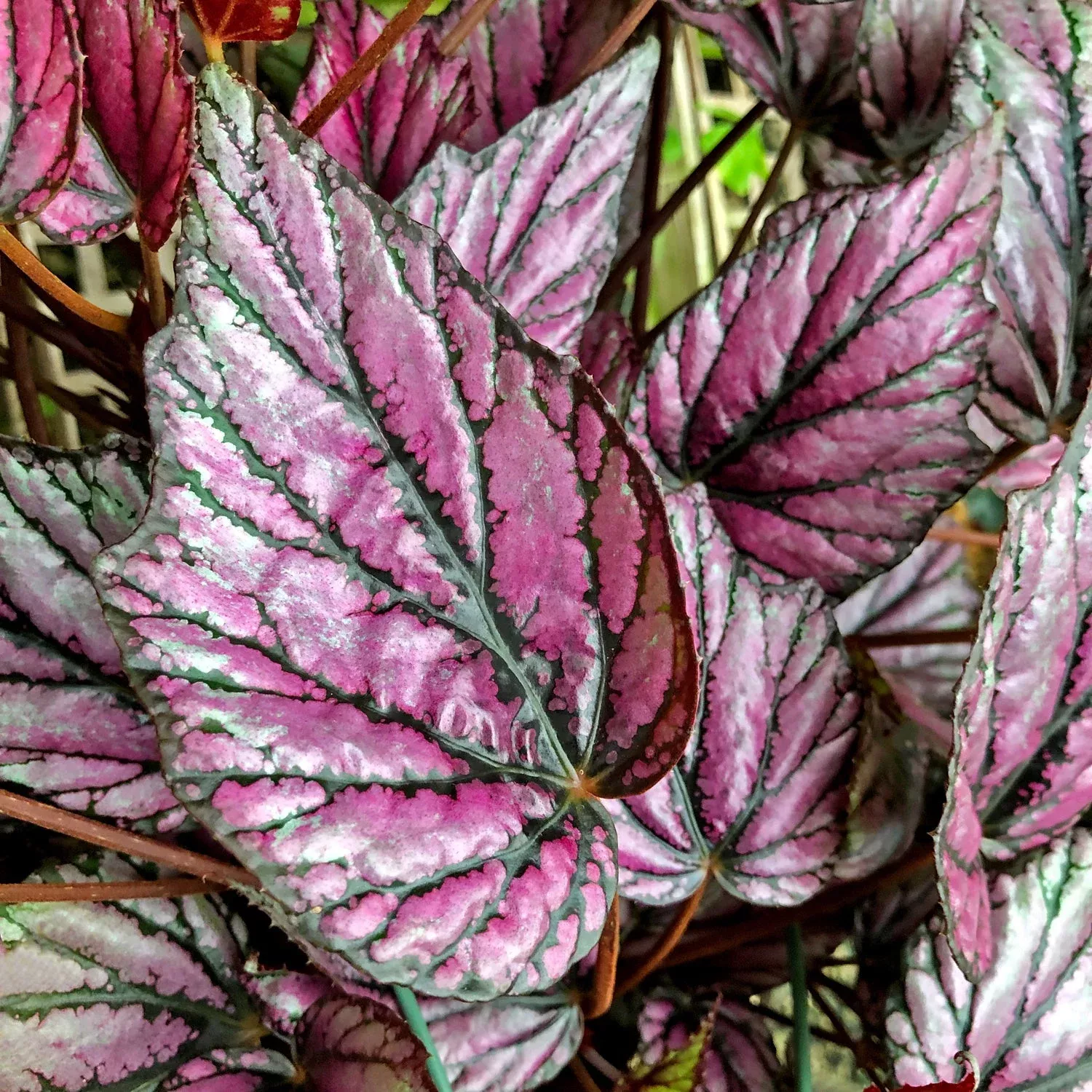 Begonia ‘Hugh McLauchlan’
