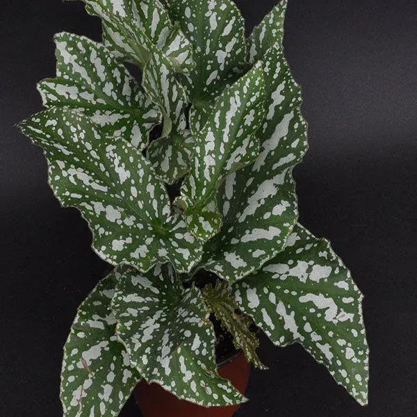 Begonia ‘Ice Capades’