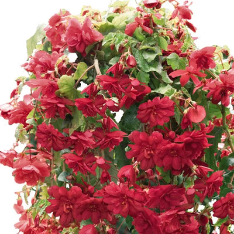 begonia-illumination-scarlet Begonia 'Illumination Scarlet'