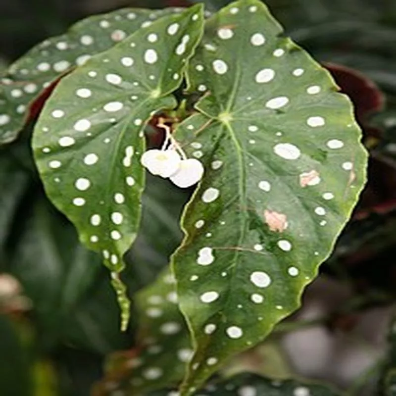 begonia-maculata-wightii-stk Begonia maculata 'Wightii' stk.
