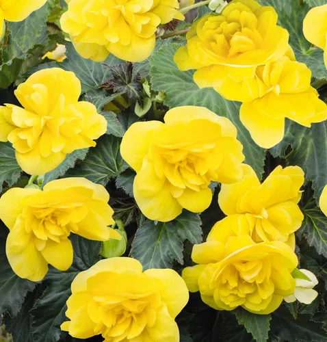 Begonia (Nonstop Yellow)
