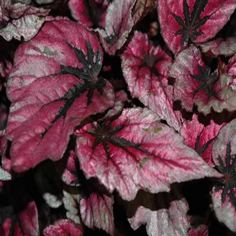 begonia-rex-shadow-king-pink Begonia 'Rex Shadow King Pink'