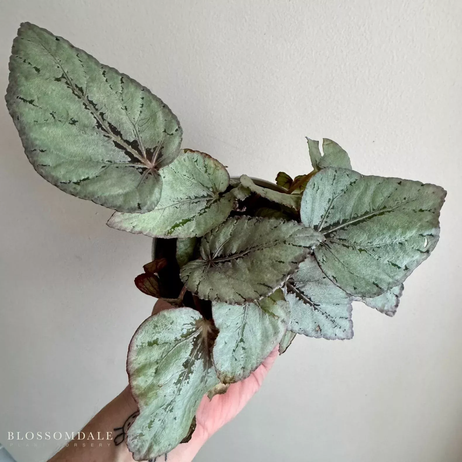 begonia-rex Begonia Rex