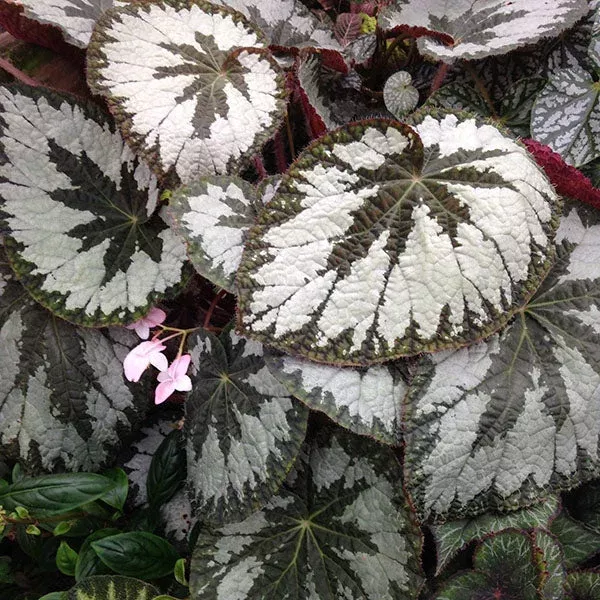 begonia-silver-skies Begonia ‘Silver Skies’