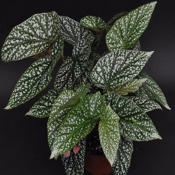 begonia-snow-capped Begonia ‘Snow Capped’