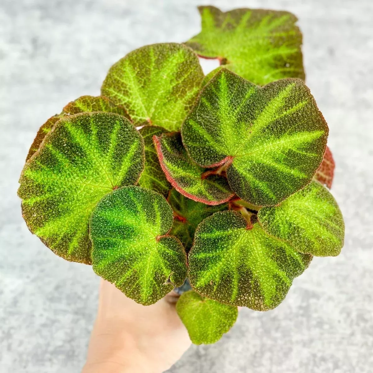 Begonia soli-mutata - Sun Changing Begonia - 4 Inch