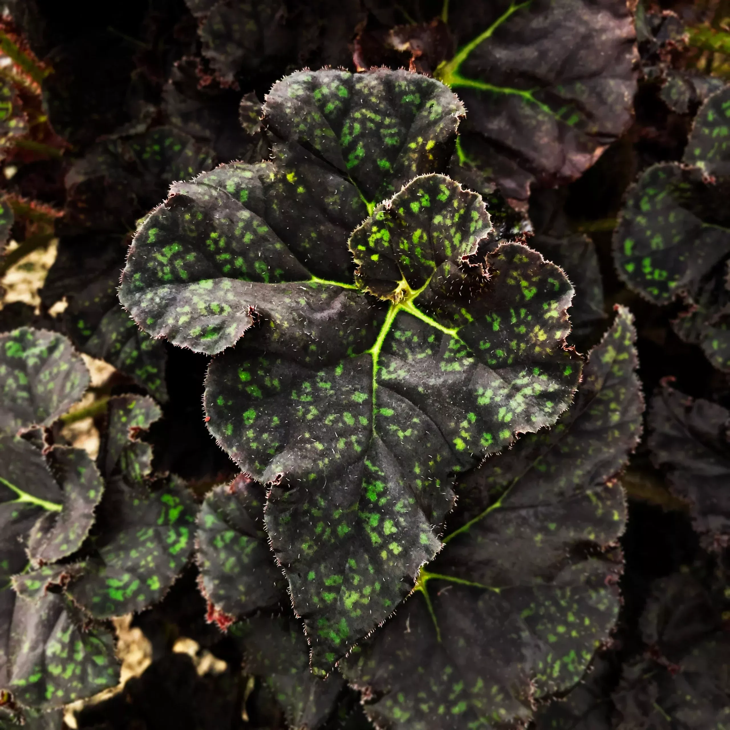 begonia-thelma-o-reilly Begonia ‘Thelma O’Reilly’