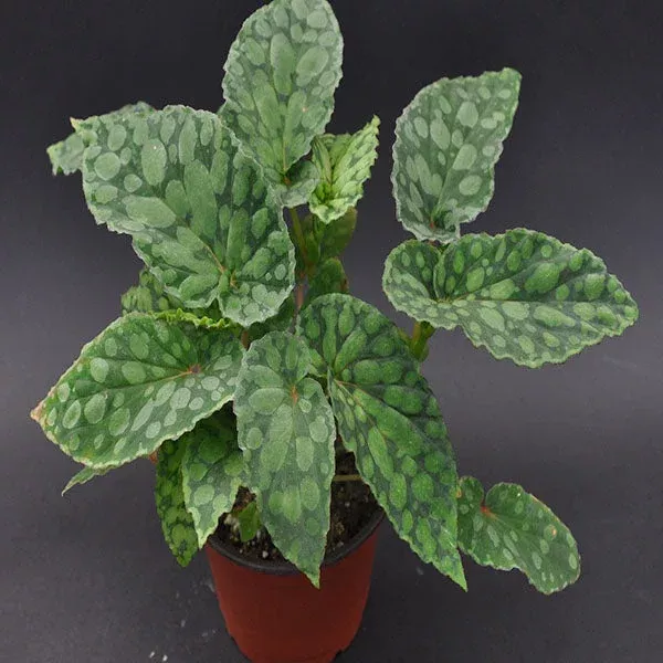 begonia-u038 Begonia U038