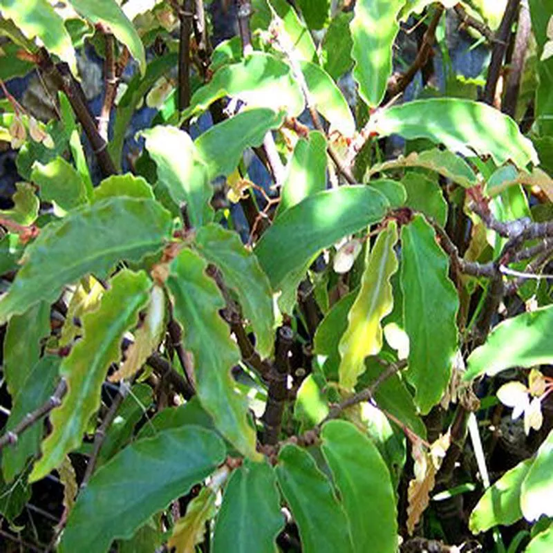 begonia-undulata Begonia undulata