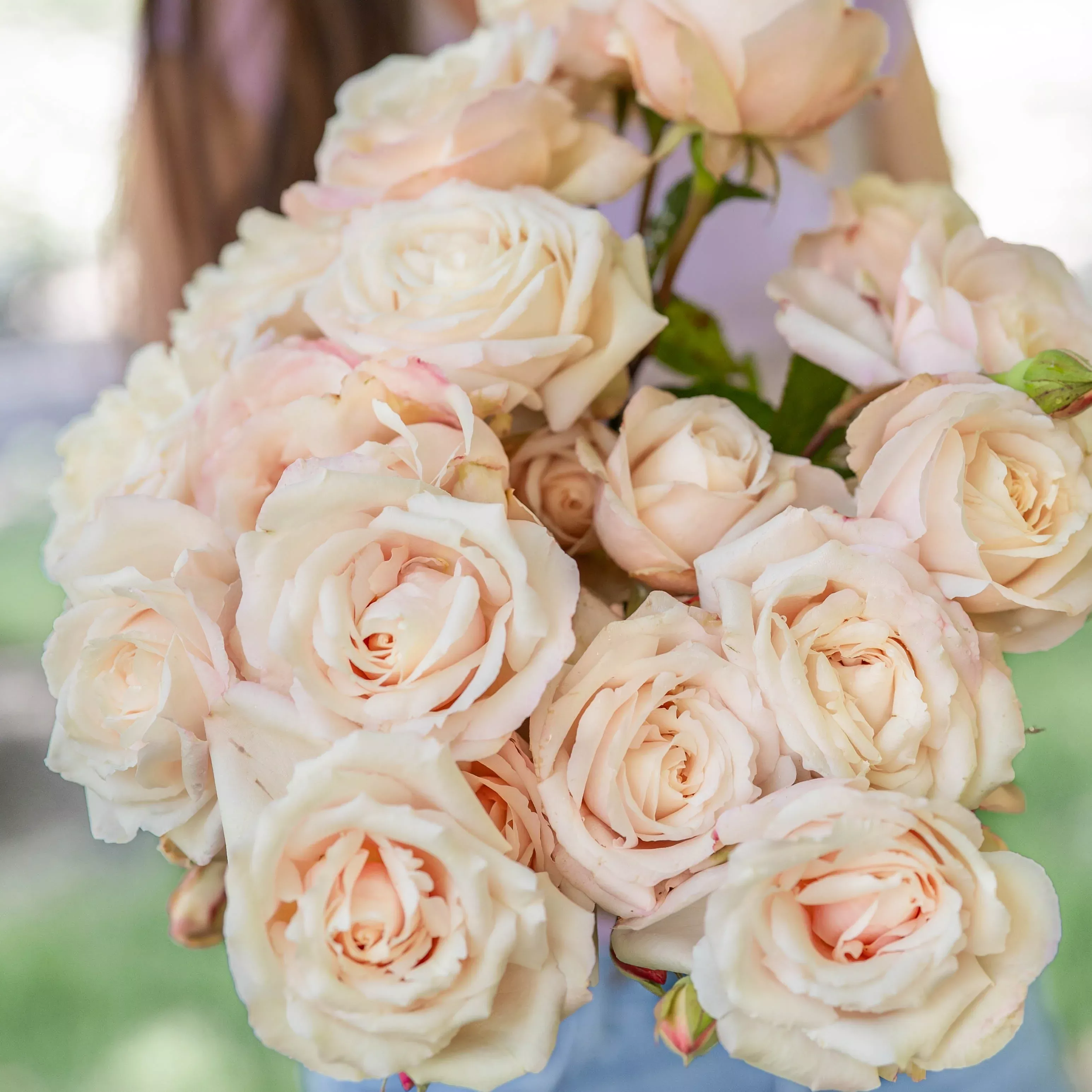 belinda-s-blush-potted-rose-bush Belinda's Blush™ Potted Rose Bush