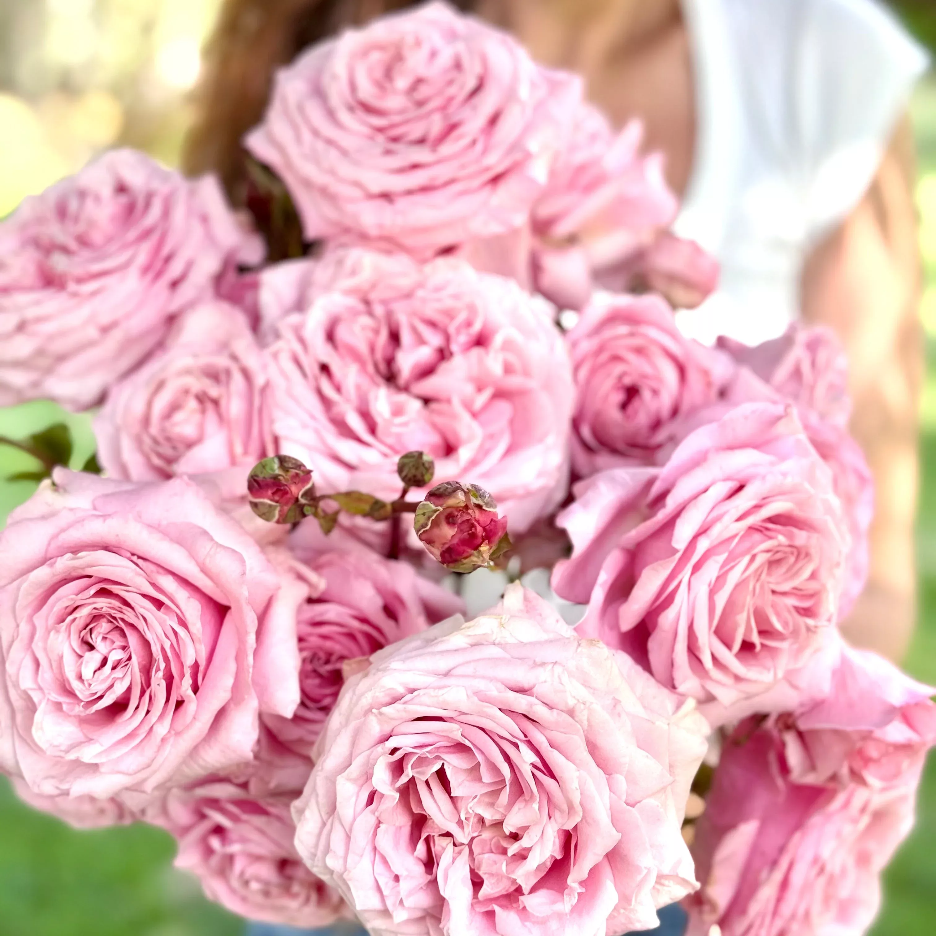 belinda-s-dream-potted-rose-bush Belinda's Dream Potted Rose Bush