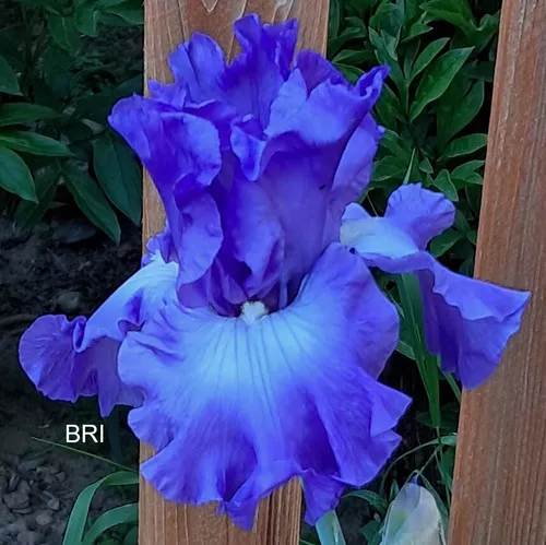 Bell Bottom Blues