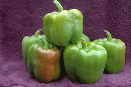 bell-pepper-taza Bell Pepper-Taza