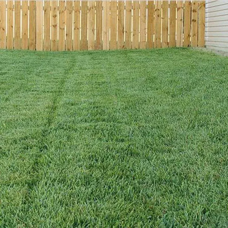 bella-bluegrass-grass-plugs Bella™ Bluegrass Grass Plugs