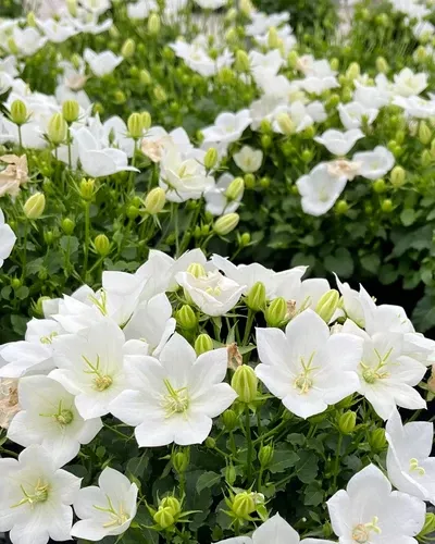 bellflower-carpatica-rapido-white Bellflower (Carpatica Rapido White)