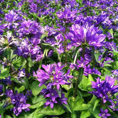 bellflower-glomerata-bellefleur-blue Bellflower (Glomerata Bellefleur Blue)