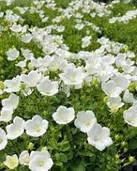 bellflower-rapido-white-5-5 Bellflower: 'Rapido White' - 5.5"