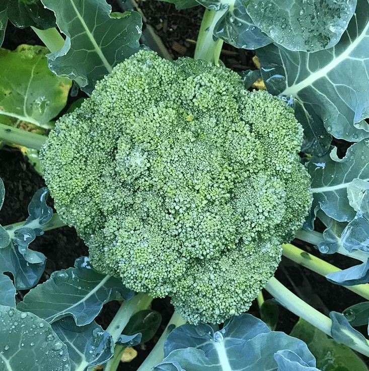 belstar-f1-broccoli Belstar F1 Broccoli