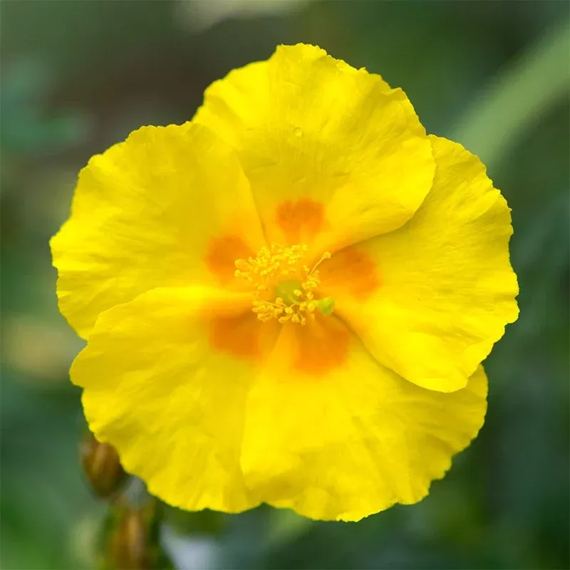 ben-fhada-rock-rose-helianthemum Ben Fhada Rock Rose (Helianthemum)