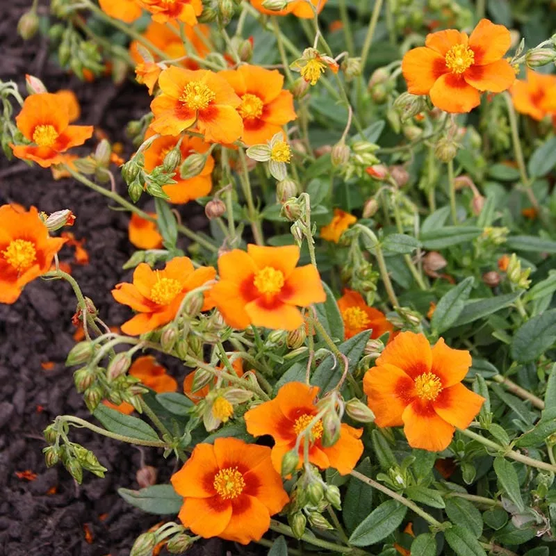 ben-nevis-rock-rose-helianthemum Ben Nevis Rock Rose (Helianthemum)