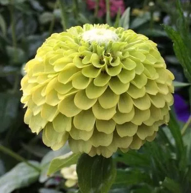 benary-s-giant-lime-zinnia Benary’s Giant Lime Zinnia