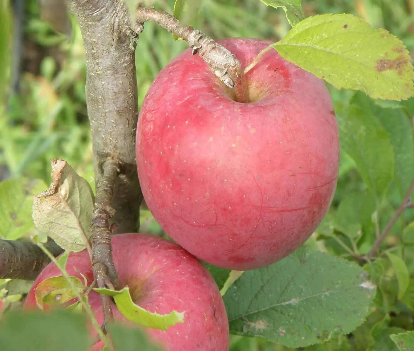 beni-shogun-apple Beni Shogun Apple