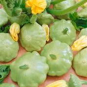 Bennings Green Tint Scallop Squash