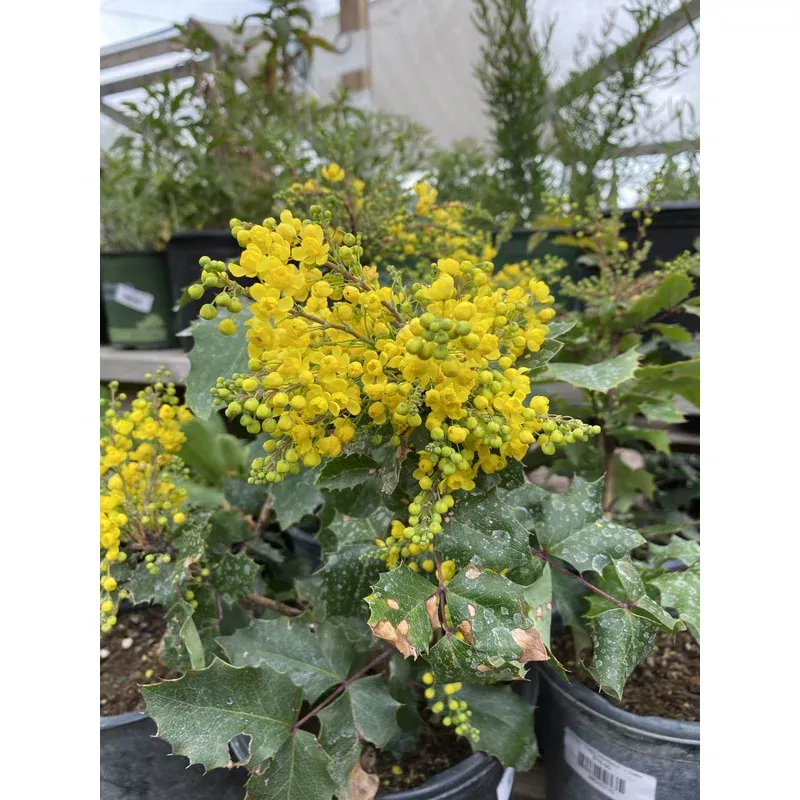berberis-golden-abundance Berberis 'Golden Abundance'