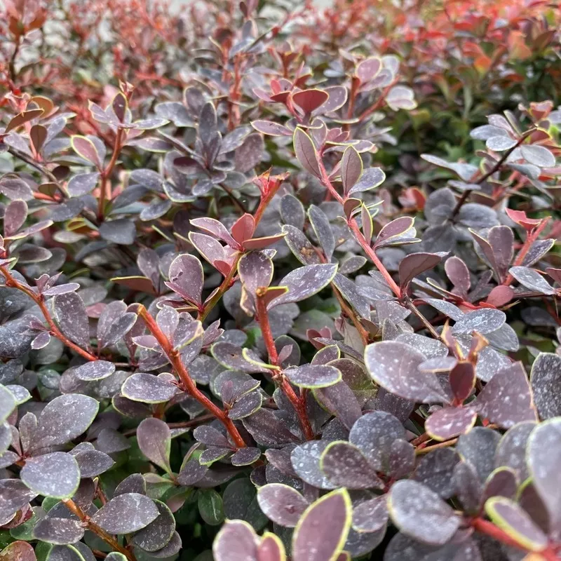 berberis-t-crimson-cutie-3 Berberis t Crimson Cutie #3