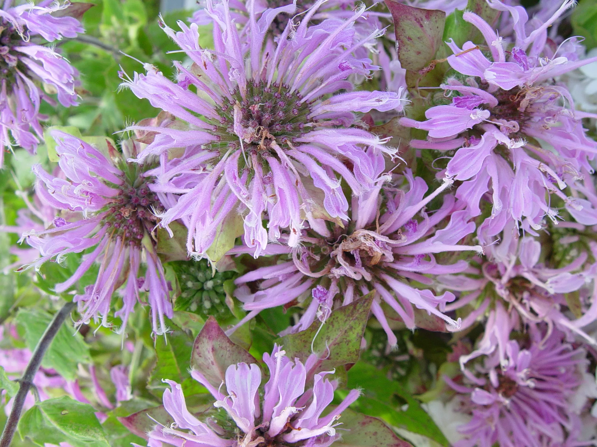 bergamot-wild Bergamot, Wild