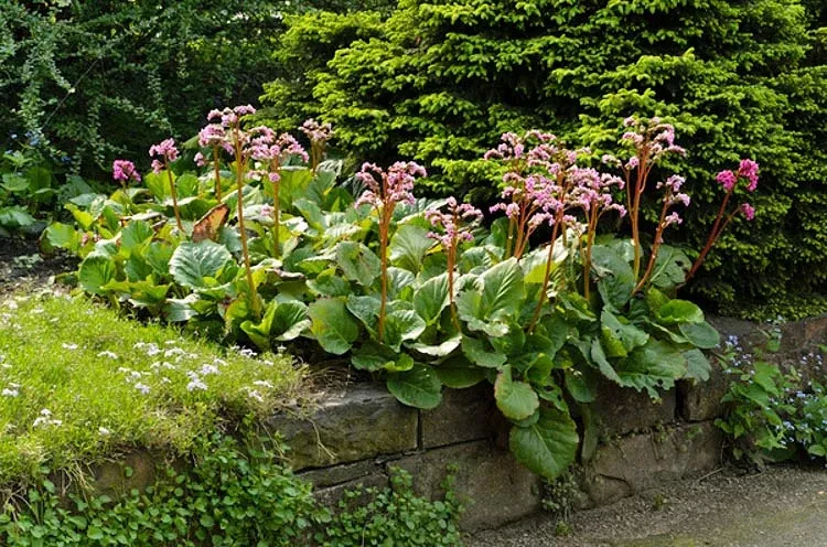 bergenia-cordifolia-5-5 Bergenia "Cordifolia" - 5.5"