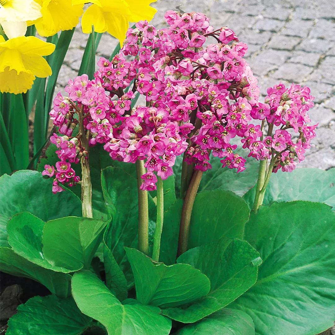 bergenia-cordifolia Bergenia cordifolia