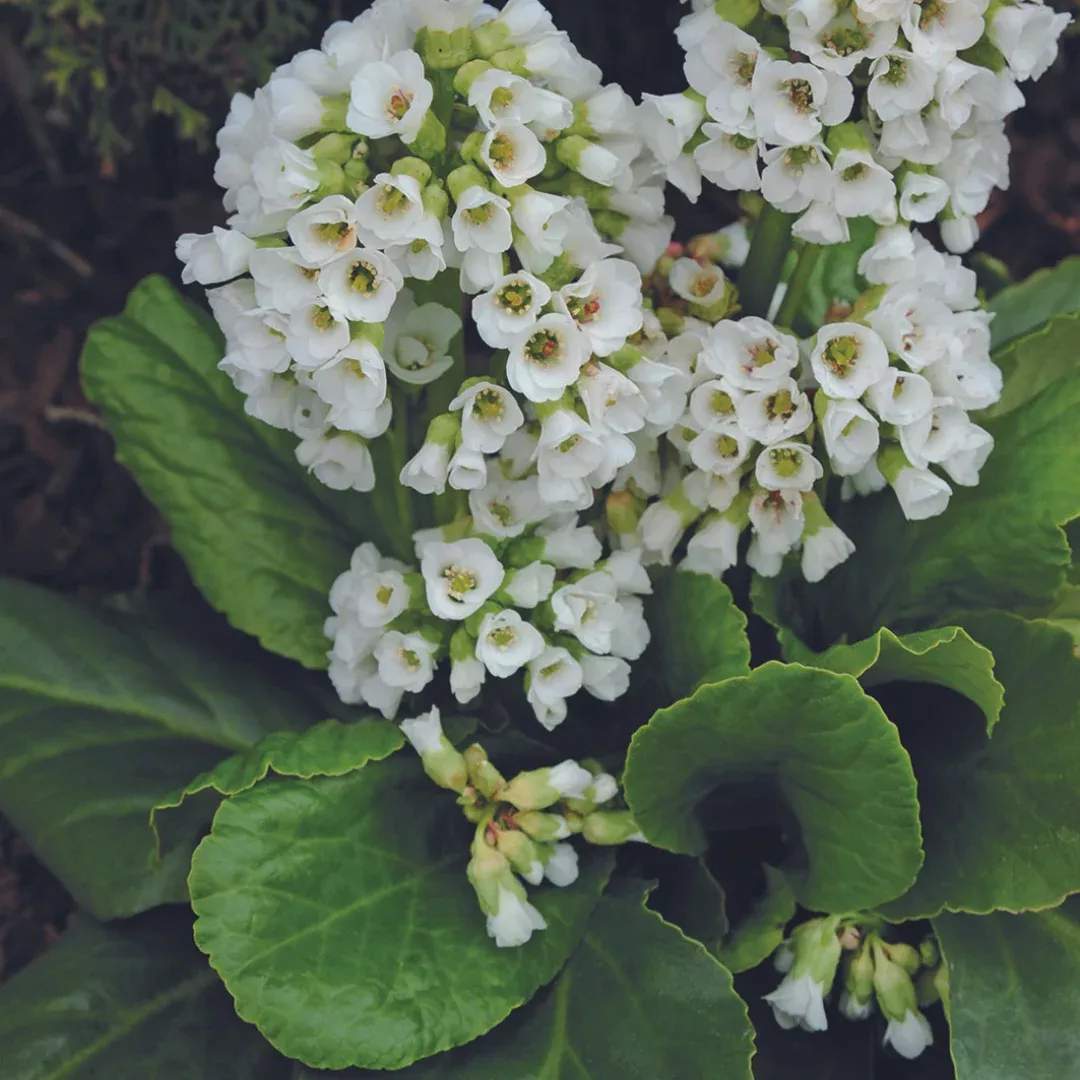 bergenia-snowtime Bergenia 'Snowtime'