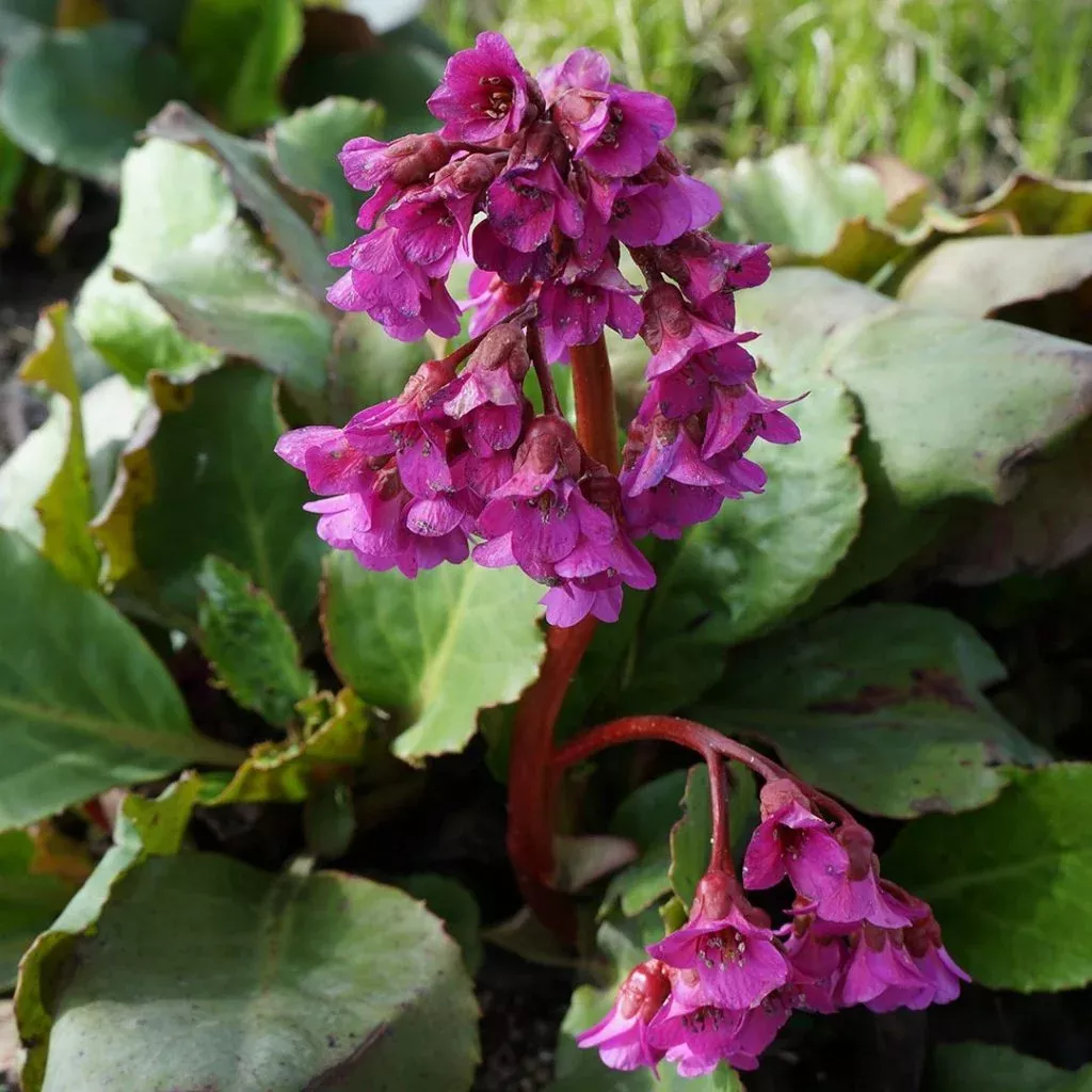 bergenia-winter-glow-heartleaf-15cm-bl Bergenia: 'Winter Glow Heartleaf' - 15cm (BL)