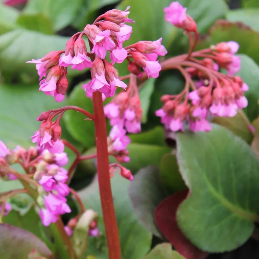 bergenia-winterglut Bergenia 'Winterglut'