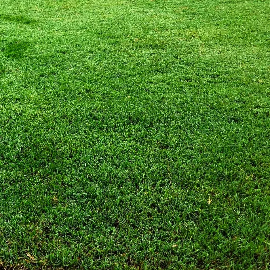 bermuda-grass-coated-unhulled Bermuda Grass, Coated Unhulled