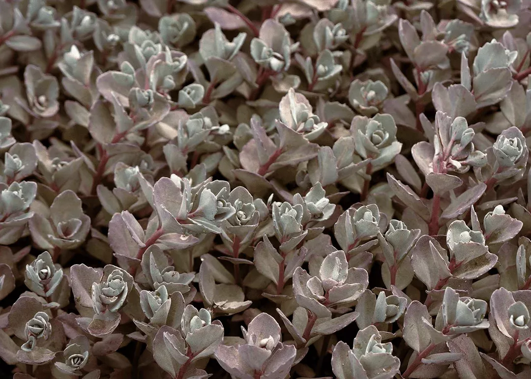 bertram-anderson-sedum Bertram Anderson Sedum