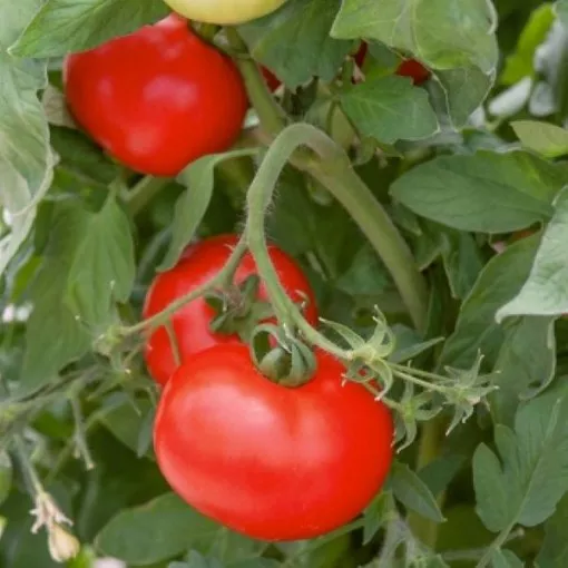 best-boy-tomato-seeds Best Boy Tomato Seeds