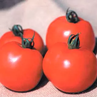 better-boy-vfn-hybrid-tomato Better Boy VFN Hybrid Tomato