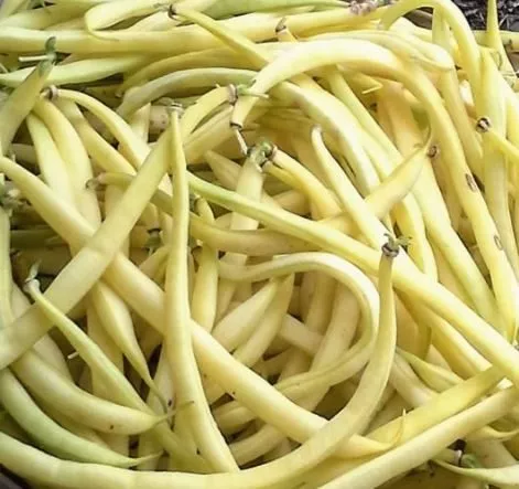 beurre-de-rocquencourt-bean Beurre De Rocquencourt Bean