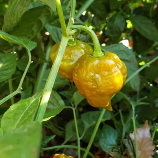bhut-jolokia-ghost-green-pepper-seeds Bhut Jolokia Ghost Green Pepper Seeds