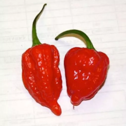 bhut-jolokia-ghost-red-pepper-seeds Bhut Jolokia Ghost Red Pepper Seeds