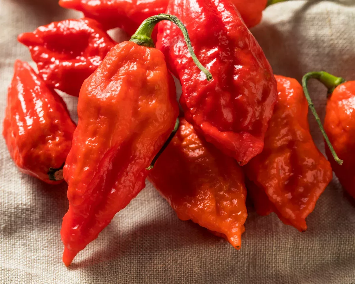 bhut-jolokia-hot-pepper-seeds Bhut Jolokia Hot Pepper Seeds