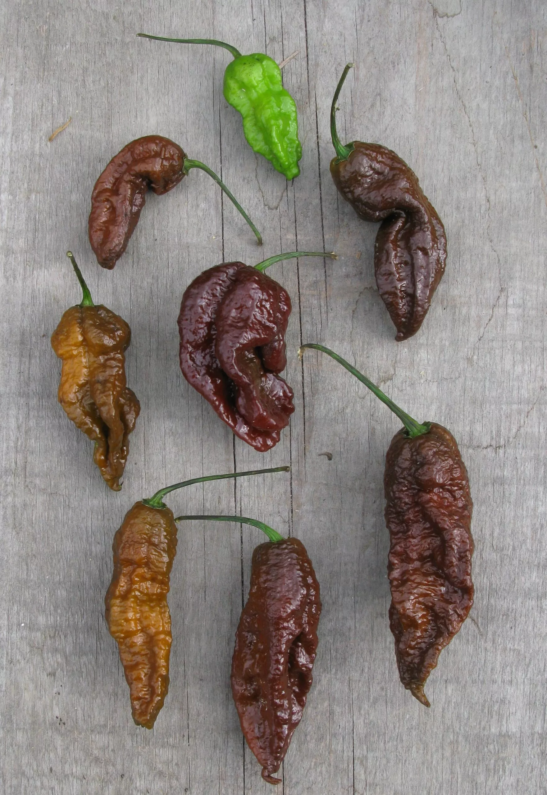bhut-jolokia-hot-pepper Bhut Jolokia Hot Pepper